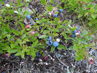 10 Graines de Vaccinium Angustifolium, Bleuet à feuilles étroites