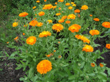 10 Graines de Souci officinal, Calendula officinalis, Souci Orange, Souci des Jardins