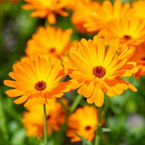 20 Graines de Souci officinal, Calendula officinalis, Souci Orange, Souci des Jardins