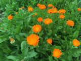 20 Graines de Souci officinal, Calendula officinalis, Souci Orange, Souci des Jardins