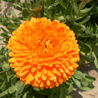 10 Graines de Souci "Pacific Beauty", Calendula Officinalis "Pacific Beauty"