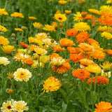 10 Graines de Souci "Pacific Beauty", Calendula Officinalis "Pacific Beauty"