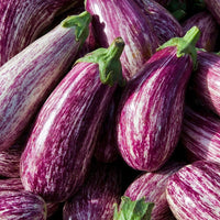 20 Graines de Aubergine "Listada de Gandia", Solanum Melongena