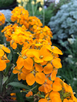 10 Graines Erysimum allionii "x marshallii", Erysimum des murailles