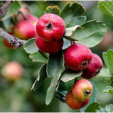 Graines Crataegus azarolus, Azérolier