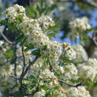 Graines Crataegus azarolus, Azérolier