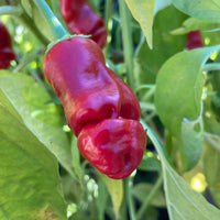 40 Graines de Piment, Peter Red Chili, Poivre de Pénis, Peter Pepper, Capsicum Annuum