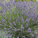 Graines de Lavandula latifolia, Lavande Aspic, Lavande à larges feuilles