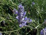 Graines de Lavandula latifolia, Lavande Aspic, Lavande à larges feuilles