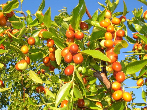 Graines de Ziziphus mauritiana, Jujube indien, Prune indienne, Datte chinoise, Pomme chinoise