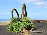 Graines de Agave Attenuata, Cou de Cygne, Queue de Renard