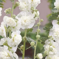 10 Graines de Rose Trémière Blanche, Alcea Rosea Chater's White