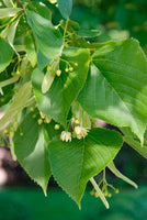 Graines de Tilleul d'Amérique, Tilia Americana