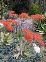 3 Graines d'Aloe Striata d'Afrique du Sud