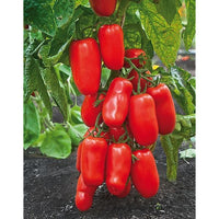 20 Graines de Tomate San Marzano