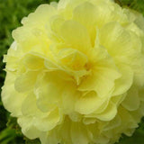 20 Graines de Rose Trémière Double Fleurs Jaune, Alcea rosea