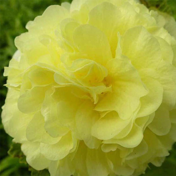 10 Graines de Rose Trémière Double Fleurs Jaune, Alcea rosea