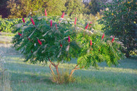 3 Graines de Sumac vinaigrier, Rhus typhina, sumac amaranthe, sumac à bois poilu, vinaigrier, sumac de Virginie ou sumac à queues de renard