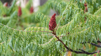 3 Graines de Sumac vinaigrier, Rhus typhina, sumac amaranthe, sumac à bois poilu, vinaigrier, sumac de Virginie ou sumac à queues de renard