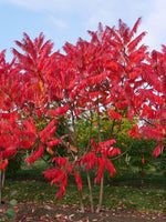 7 Graines de Sumac vinaigrier, Rhus typhina, sumac amaranthe, sumac à bois poilu, vinaigrier, sumac de Virginie ou sumac à queues de renard