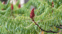 7 Graines de Sumac vinaigrier, Rhus typhina, sumac amaranthe, sumac à bois poilu, vinaigrier, sumac de Virginie ou sumac à queues de renard