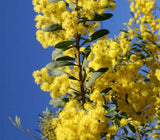 Graines de Mimosa, Acacia Decora