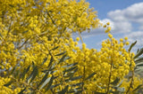 Graines de Mimosa, Acacia Decora