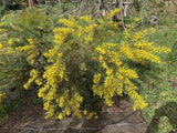 Graines de Mimosa, Acacia Decora