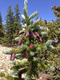 5 Graines de Épinette d'Engelmann, Épicéa d'Engelmann, Picea engelmannii