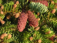 3 Graines de Épinette d'Engelmann, Épicéa d'Engelmann, Picea engelmannii