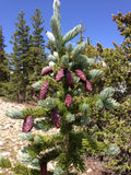 3 Graines de Épinette d'Engelmann, Épicéa d'Engelmann, Picea engelmannii