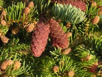 10 Graines de Épinette d'Engelmann, Épicéa d'Engelmann, Picea engelmannii