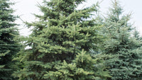 10 Graines de Épinette d'Engelmann, Épicéa d'Engelmann, Picea engelmannii