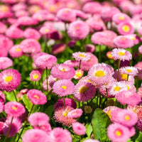 50 Graines de Pâquerette, Bellis Perennis Monstrosa