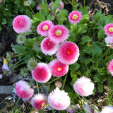 50 Graines de Pâquerette, Bellis Perennis Monstrosa