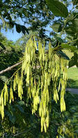 10 Graines de Frêne blanc, Fraxinus americana, Frêne d'Amérique, Franc Frêne