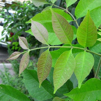 3 Graines de Frêne blanc, Fraxinus americana, Frêne d'Amérique, Franc Frêne