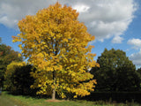 7 Graines de Frêne blanc, Fraxinus americana, Frêne d'Amérique, Franc Frêne