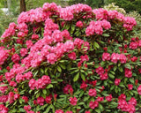 Graines de rhododendron yakushimanum