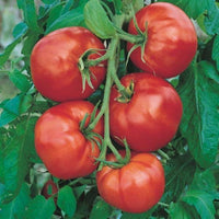 20 Graines de Tomate "Saint Pierre", Solanum Lypersicum