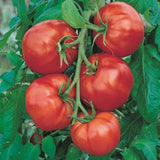 20 Graines de Tomate "Saint Pierre", Solanum Lypersicum