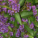 3 Graines de Hardenbergia violacea, Glycine australienne, Salsepareille australienne