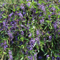 10 Graines de Hardenbergia violacea, Glycine australienne, Salsepareille australienne