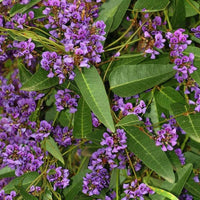 7 Graines de Hardenbergia violacea, Glycine australienne, Salsepareille australienne