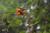 3 Graines Rubus ellipticus, Piquant Lou-Lou