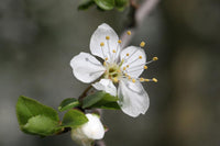 Graines de Mirabellier, Prunus domestica subsp. syriaca