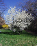 Graines de Mirabellier, Prunus domestica subsp. syriaca