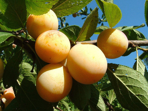 Graines de Mirabellier, Prunus domestica subsp. syriaca