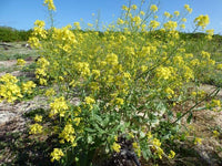 Graines de Moutarde Brune, Brassica Juncea, Moutarde Chinoise, Moutarde de Sarepta, Moutarde Indienne