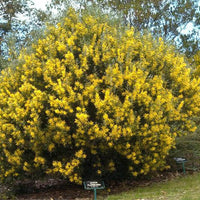 Graines de Mimosa, Acacia floribunda